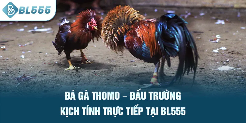 da-ga-thomo-–-dau-truong-kich-tinh-truc-tiep-tai-bl555_12