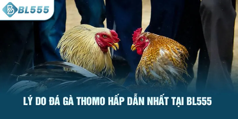 ly-do-da-ga-thomo-hap-dan-nhat-tai-bl555_45