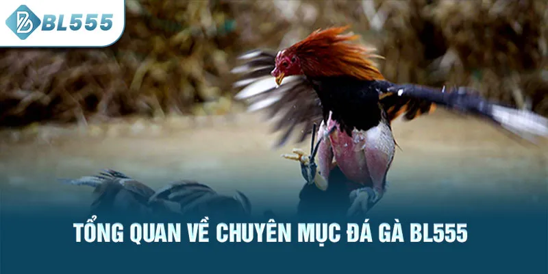 tong-quan-ve-chuyen-muc-da-ga-bl555_59