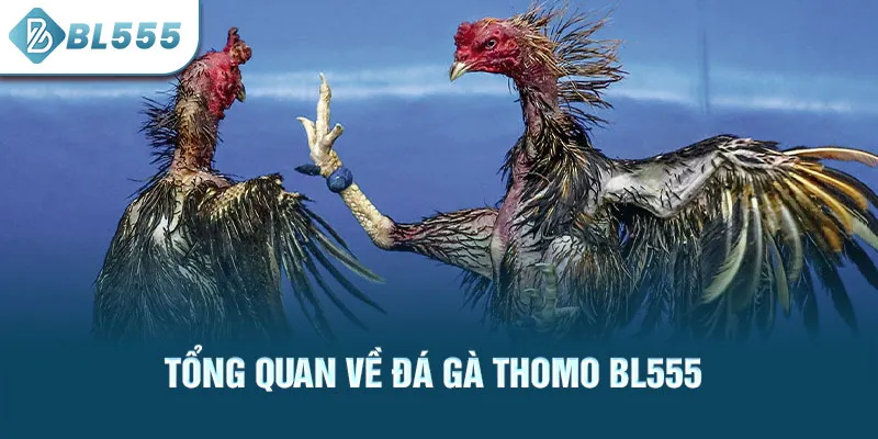 tong-quan-ve-da-ga-thomo-bl555_61